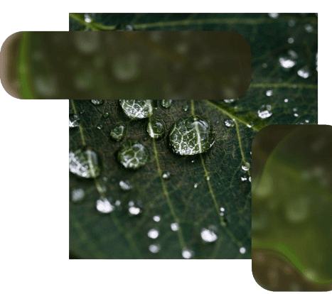 wet leaf 1